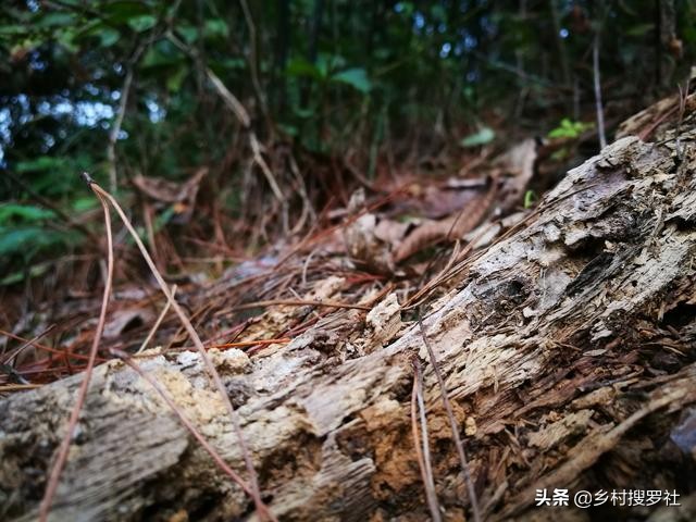 栽培野生兰花,兰花用腐殖土栽好还是用树皮栽好