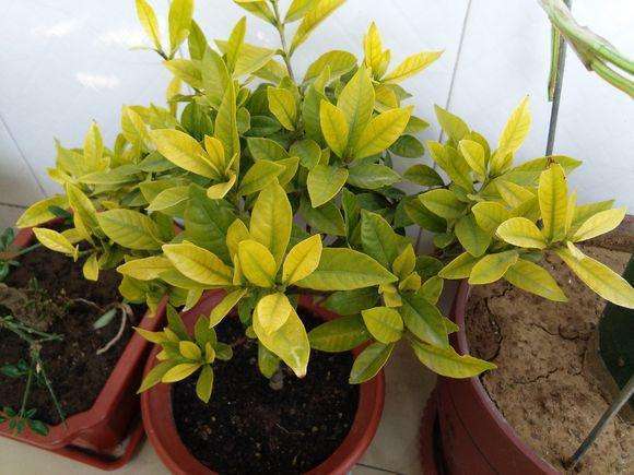 栀子花小黑虫什么样,栀子花就是养不活怎么办