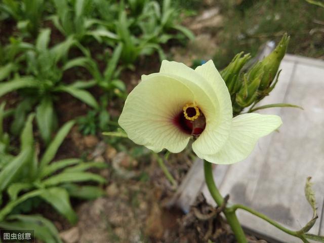 大棚蔬菜种植秋葵,黄秋葵大面积种植怎么育苗