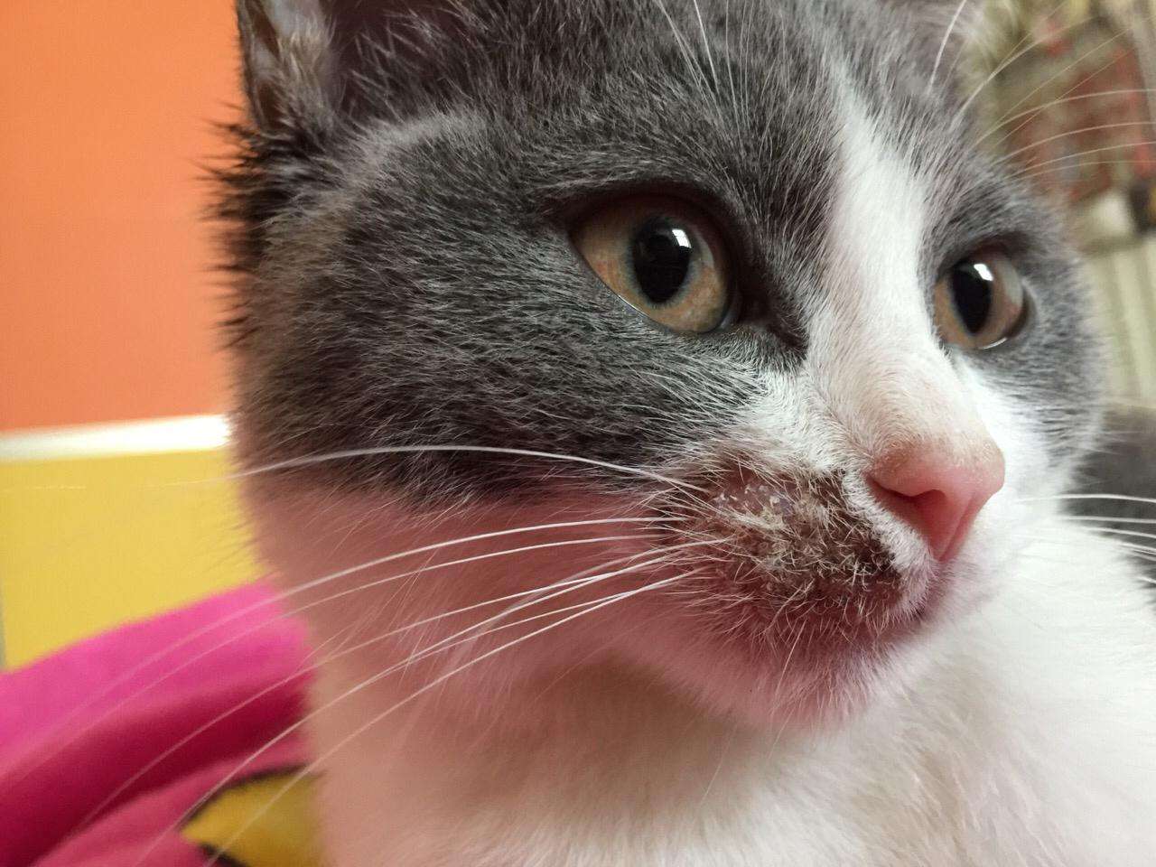 猫咪湿疹症状表现,猫咪湿疹会不会有白屑