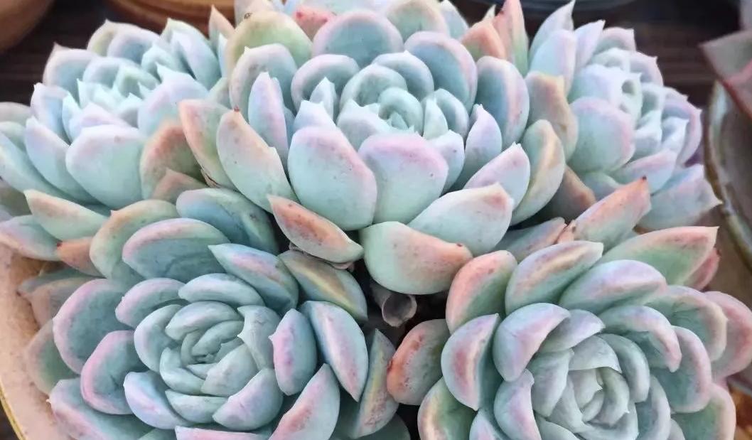 多肉冰梅怎么养出态势,多肉冰梅适合新手吗