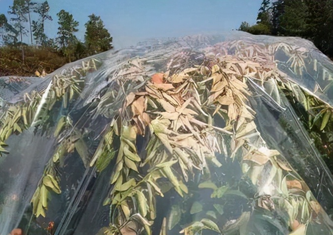 栽树为什么要用保鲜膜,留树保果灵