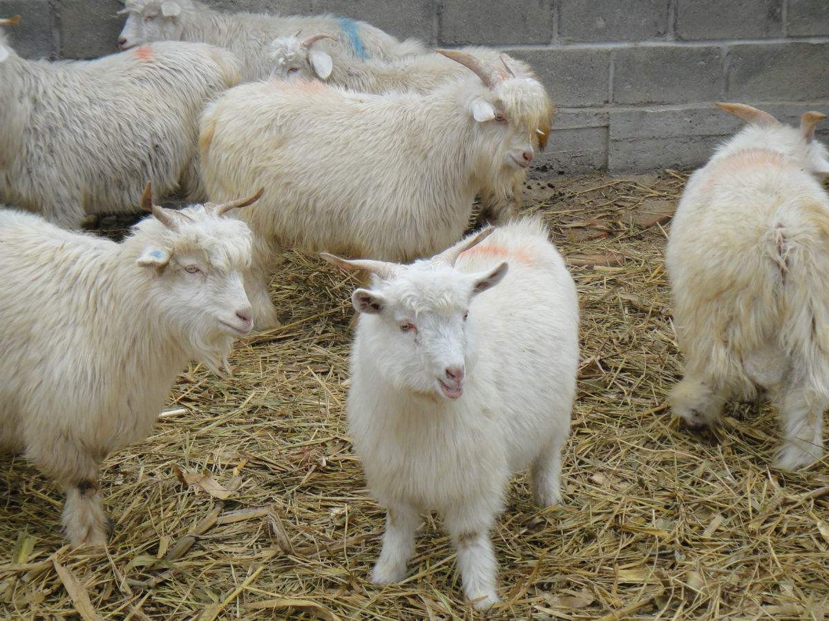 政府帮扶添信心养羊走上致富路,脱贫攻坚养羊走上致富路