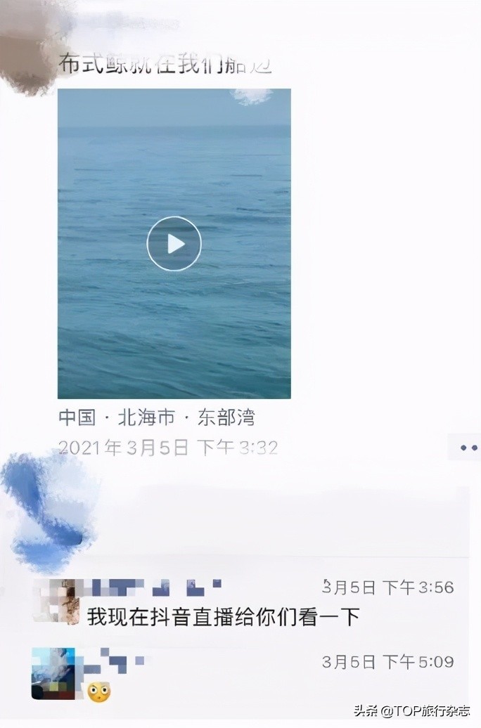 北海游玩观鲸,广西观鲸