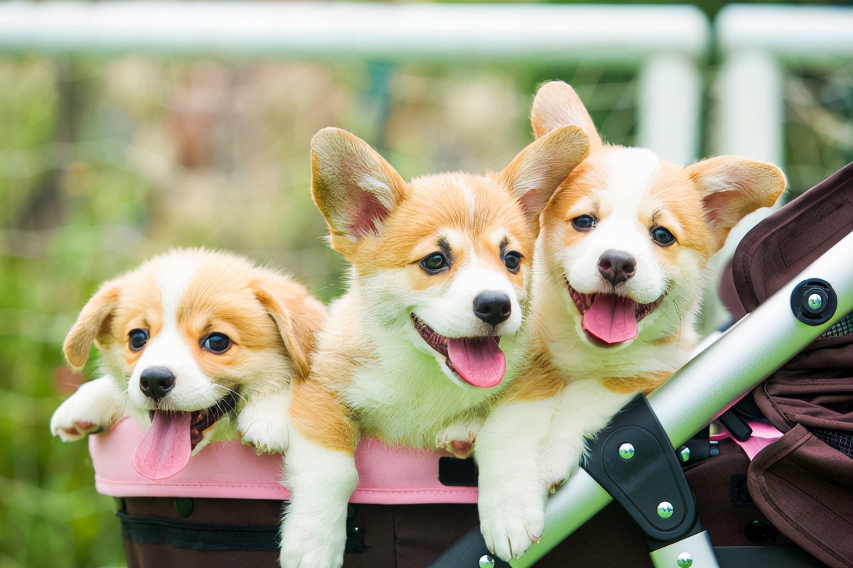 狗狗咳嗽是什么原因导致的,狗狗咳嗽是怎样的症状