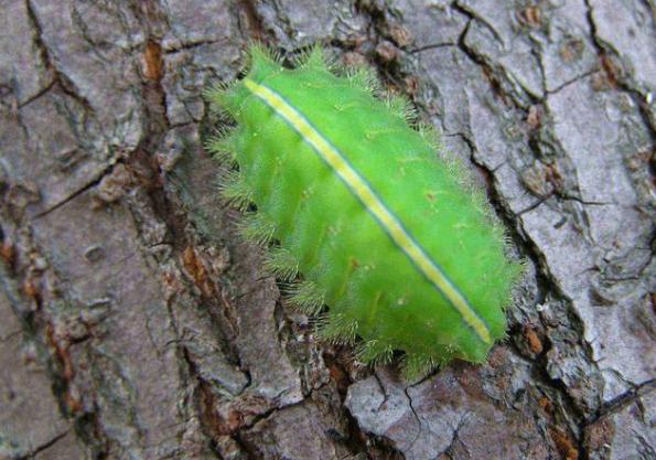真正的害虫是什么,十大最常见的害虫排名