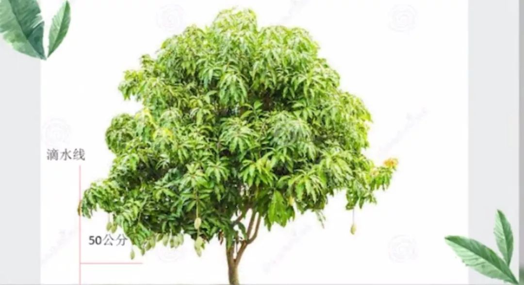 芒果出梢后管理,芒果结果后管理技术与用药