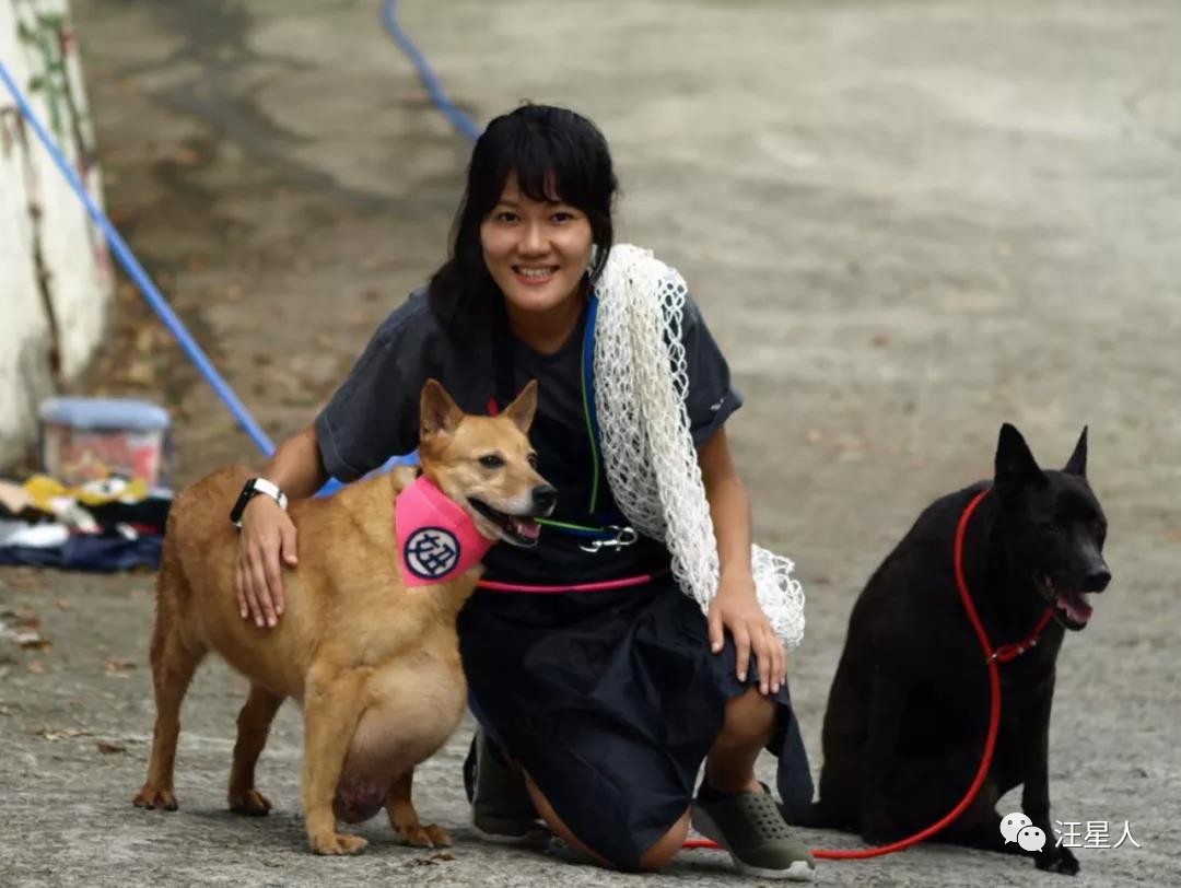 流浪狗得肿瘤,流浪狗得肿瘤被主人遗弃