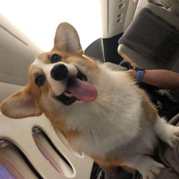 寄养狗狗怎么携带狗粮,狗狗寄养方法及关注事项