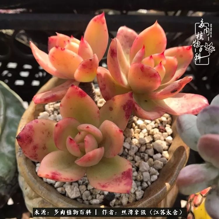 秋叶将落,秋叶即将落下你依然美丽