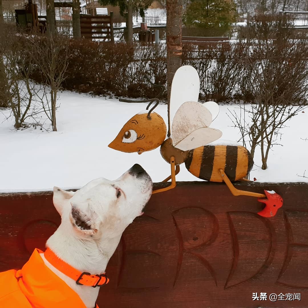 猫狗被马蜂蛰了怎么办,猫咪和狗狗被蜜蜂蛰了怎么办