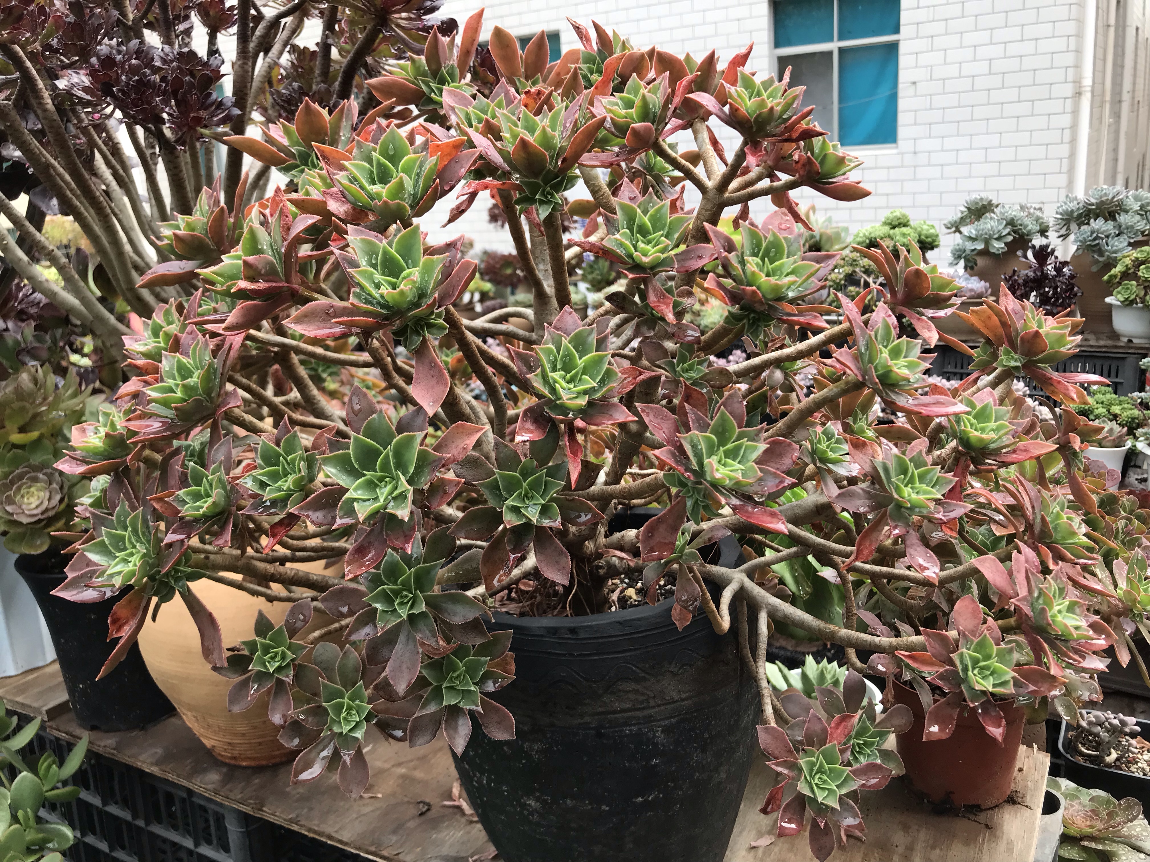 多肉叶片干瘪掉落怎么回事,多肉叶片长出一圈多肉该怎么办