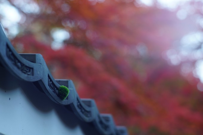 京都赏枫2022,京都赏枫必去景点有哪些好玩的