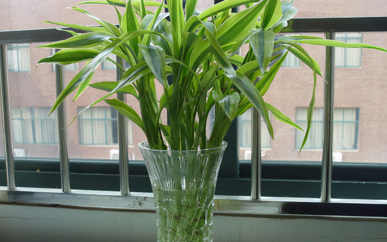 竹报平安富贵竹发黄根发黑,富贵竹叶子发黄还能长出新叶子吗