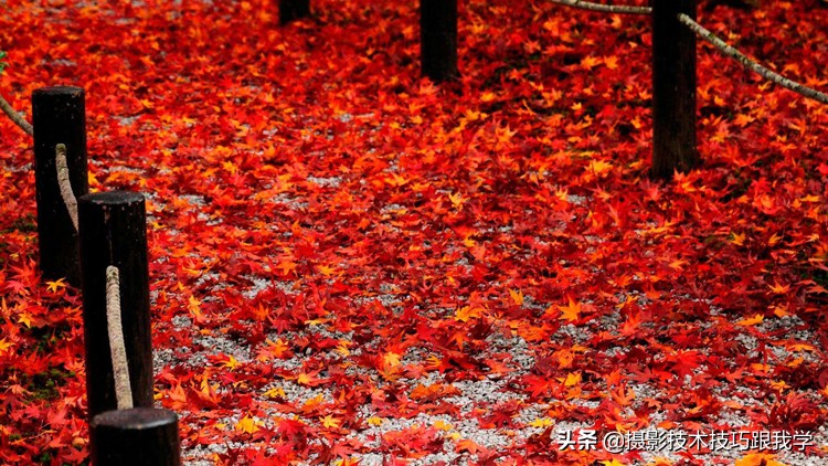 最美红叶拍摄方法,深秋拍摄红叶技巧