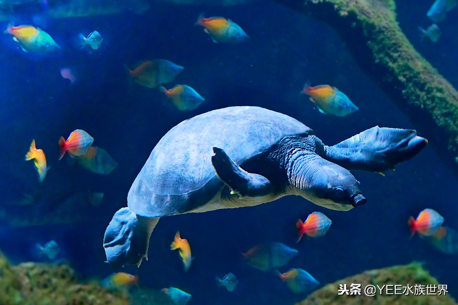 乌龟把养的鱼吃了,鱼和乌龟混养是什么结果