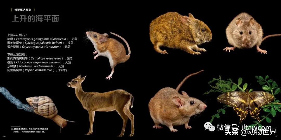 国际珍稀动物保护日-如何拯救那些正在从世界上逐渐消失的物种