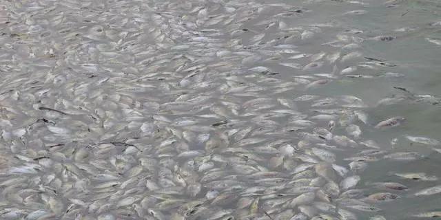 高温季节鱼容易发什么病,鱼冬季病害