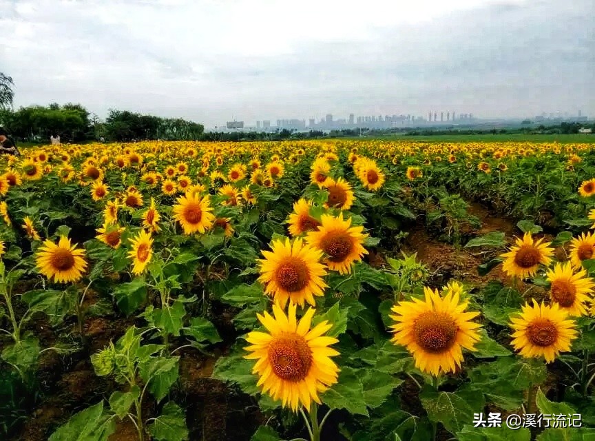 锦州世博园公交车时间表,锦州世博园9月中旬