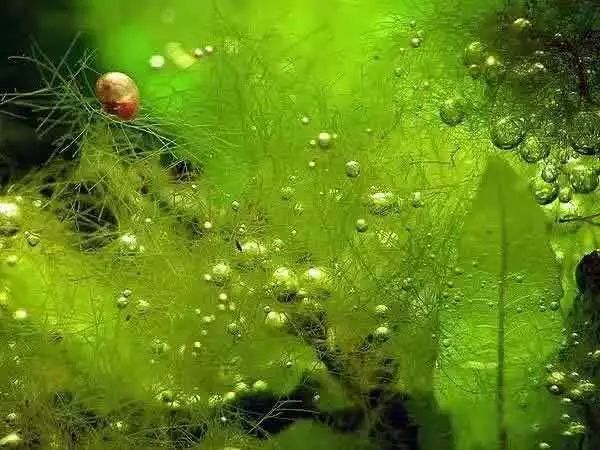 草缸常见10种藻类的解决方法,怎么培养草缸里面的藻类