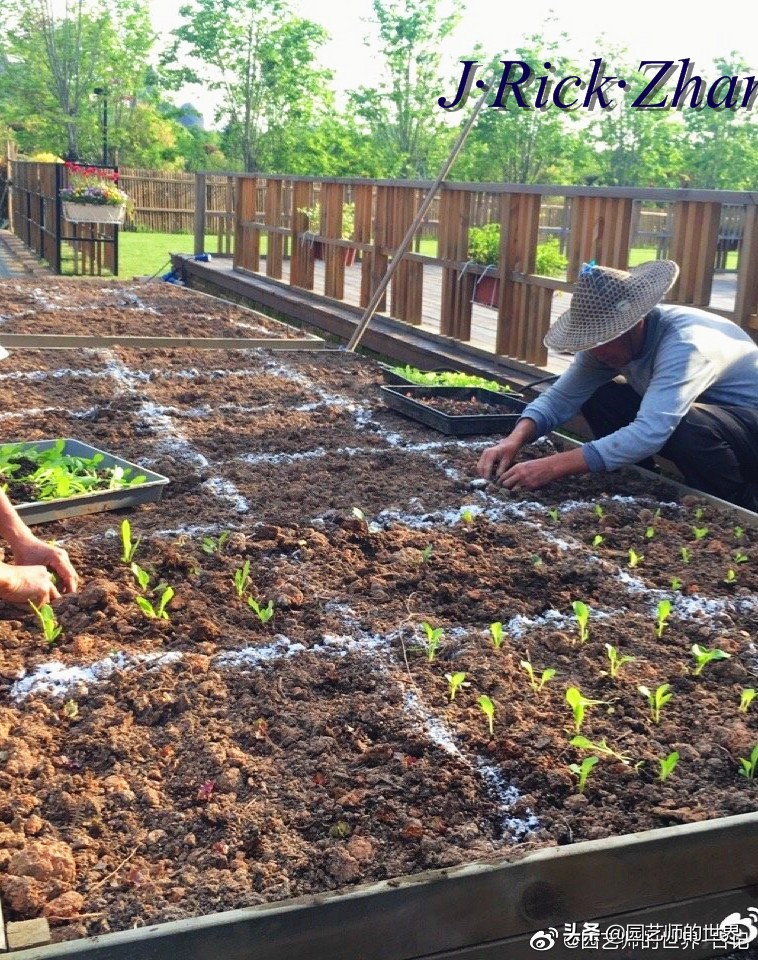 城市蔬菜园景观设计,蔬菜花园造型