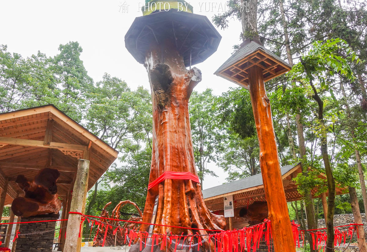 全国最大金丝楠木树视频,金丝楠木渡劫成功了是什么样子