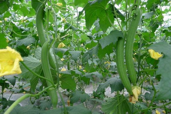 丝瓜白霉病防治,丝瓜烂果的原因及防治方法