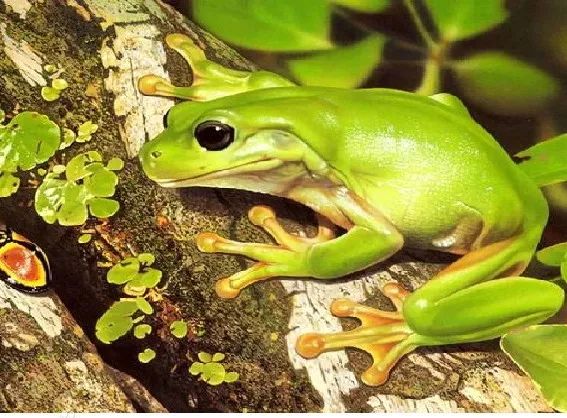 野生树蛙吃了犯法吗,吃树蛙判几年