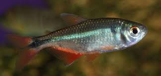 草缸灯鱼专用灯,草缸专用灯防太阳