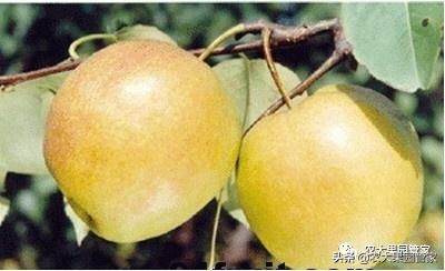 种植新品种果树苗一手货源,各种新品种果树苗木一手货源