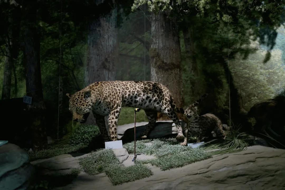 重庆旅行危险吗,重庆旅游真的不能去吗
