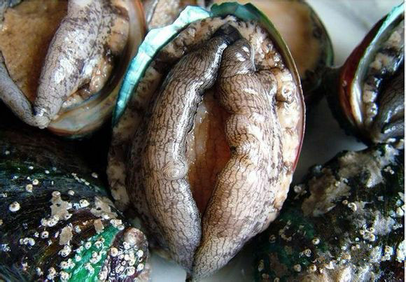 史上最全面的海鲜大咖,史上最全海鲜视频