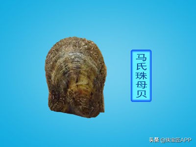 akoya天女珠和花珠哪个更好,天女珠和akoya海水珠的区别