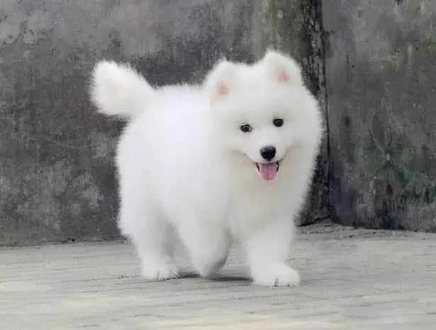 45只名犬排行,45种名犬您都认识吗