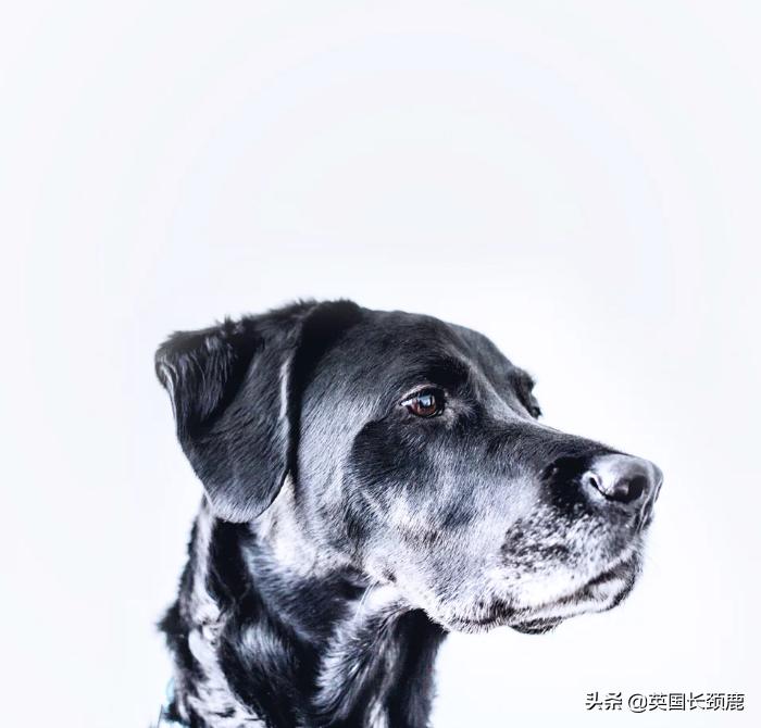 在英国哪里可以买宠物,英国如何饲养宠物猫咪