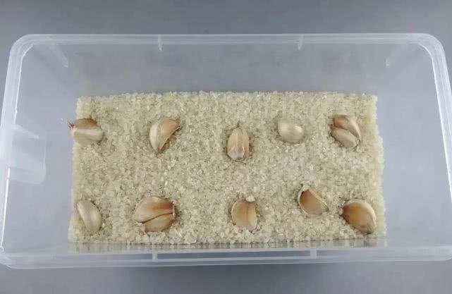 惊吓！卧室墙壁沾着几个小毛团，细看竟……专家解释→