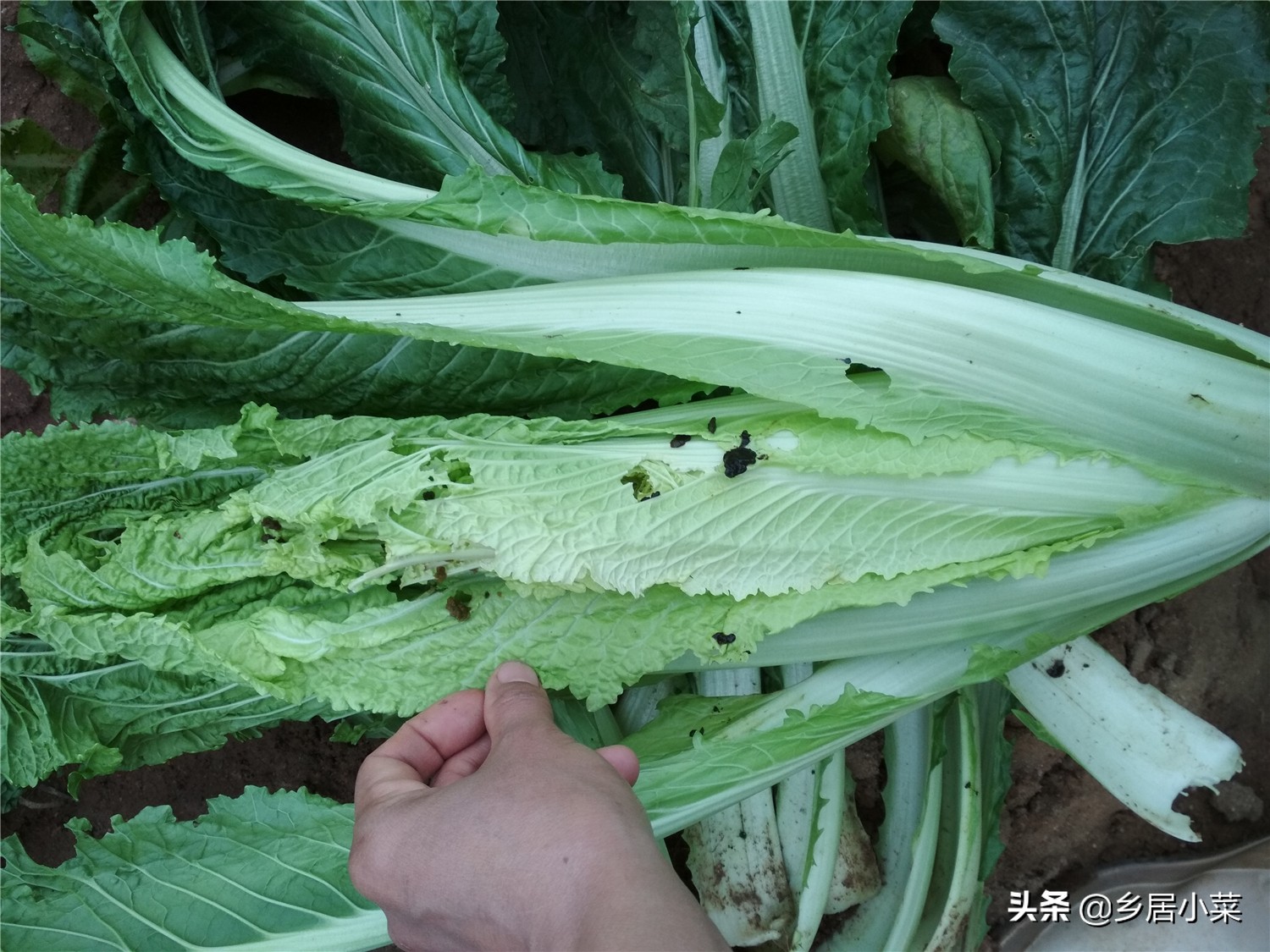 白菜灭虫方式方法是什么,白菜地里有黑虫子怎么办