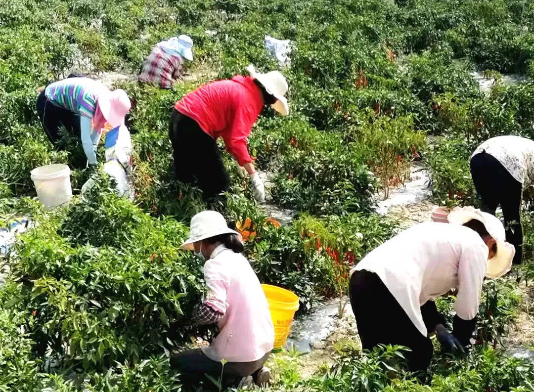 沙湾镇人山人海,沙湾镇发展