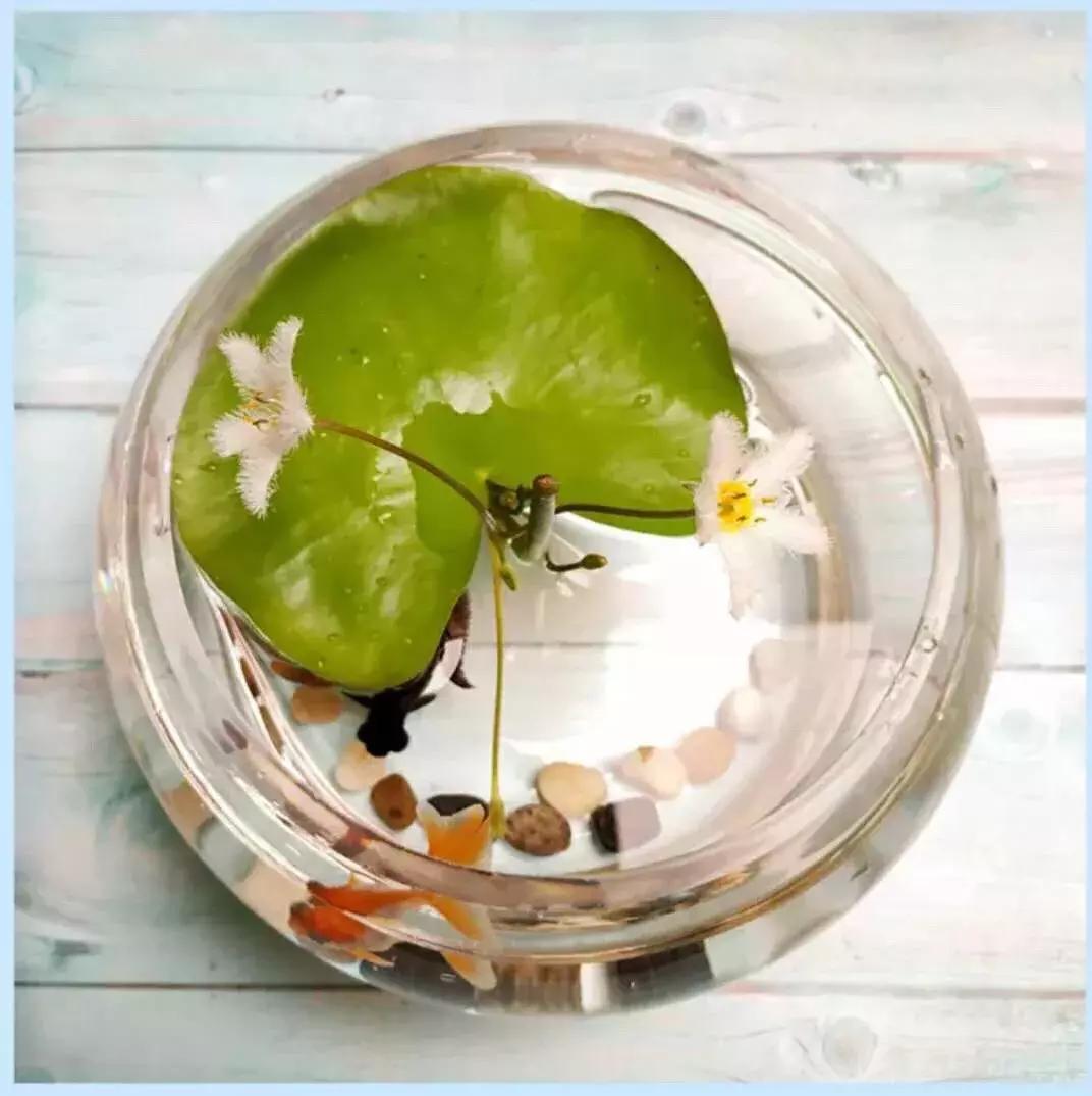 一叶莲叶子边缘发黄腐烂,一叶莲多久换一次水