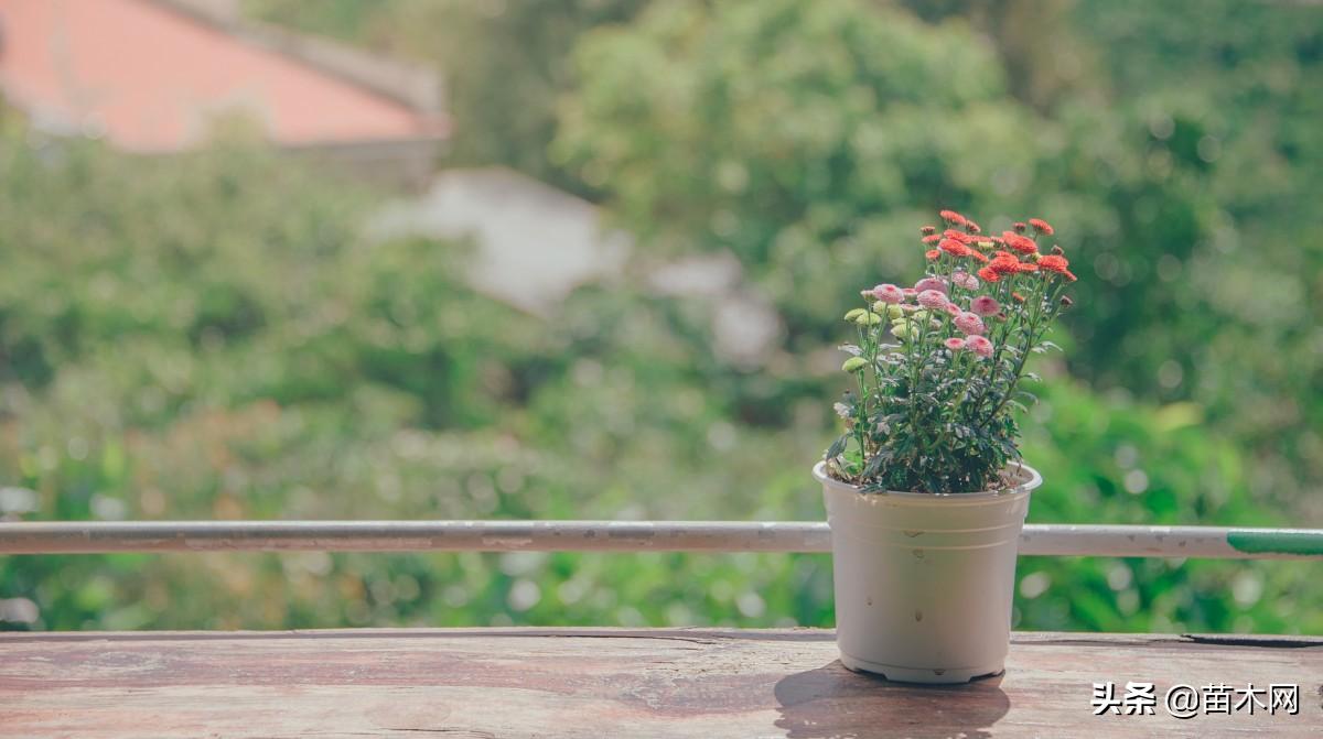 盆景苗木种植前景,花卉盆景苗木市场