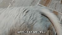 养了一年的母猫居然是公的,养了一年的猫才发现居然是母的