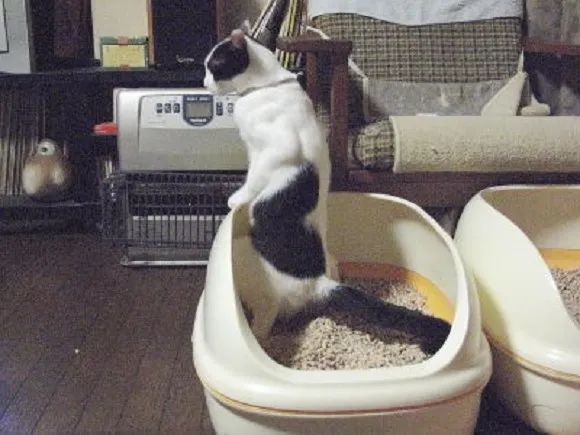 拉屎这么臭，姿势还这么骚，这些猫还真是猫界艾丽