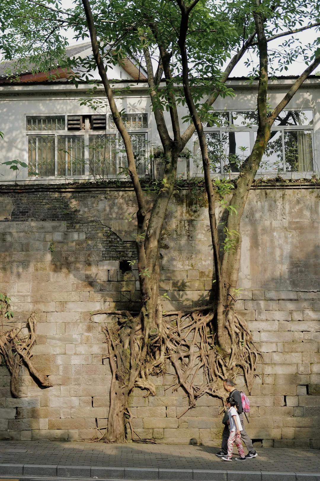 重庆旅行危险吗,重庆旅游真的不能去吗
