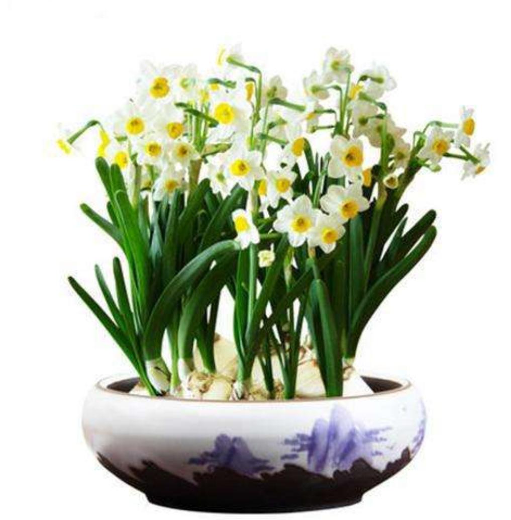 水仙花倒伏的原因和解决方法,水仙花叶子太长倒下了怎么处理