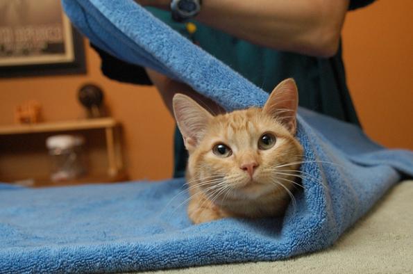 冬天长毛猫咪粘毛严重咋办,天气潮湿养猫的铲屎官真的要关注