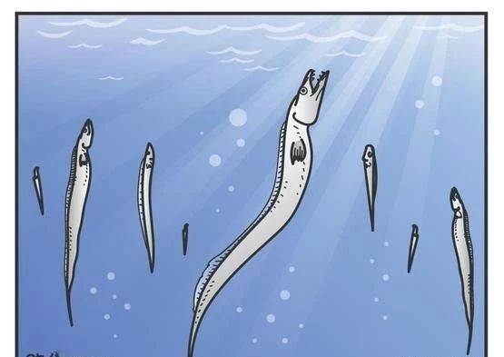 带鱼30元一斤,带鱼看着新鲜吃着不好吃