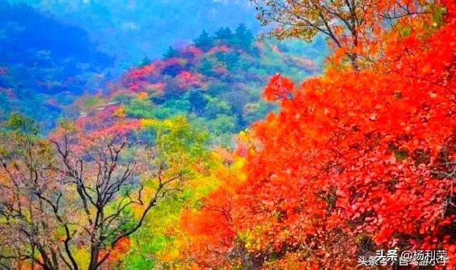 春风杨柳沐轻烟七律,七律杨柳风的诗句