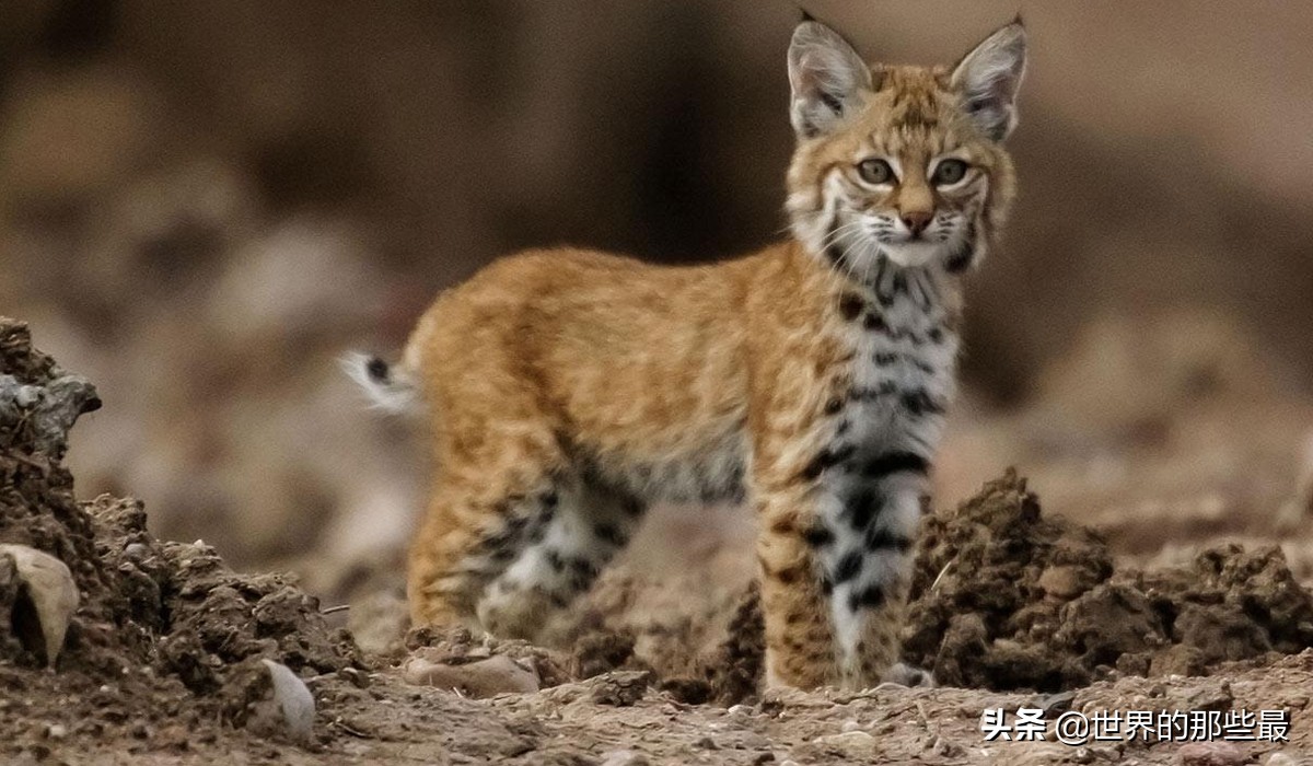 猫科动物日常捕食,大型猫科猛兽的进食