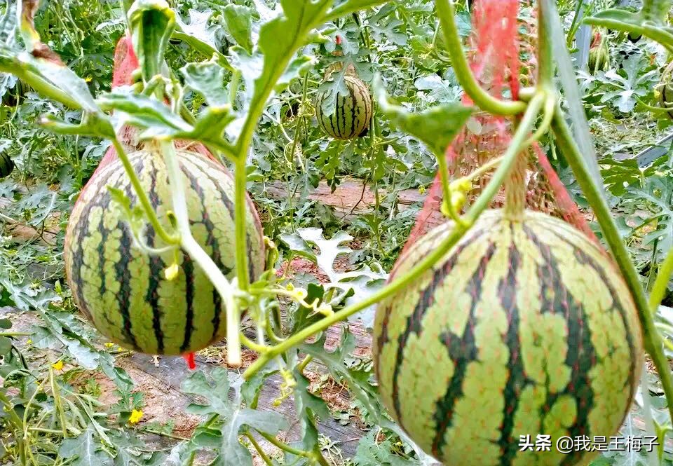 买西瓜时，别只会傻傻用手拍，多加2点，保证挑的西瓜沙又甜