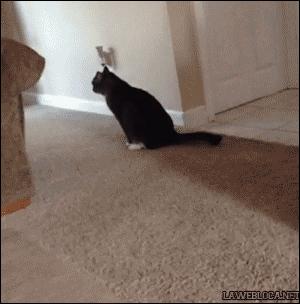 猫咪有绦虫吃什么药,猫咪绦虫是什么样的